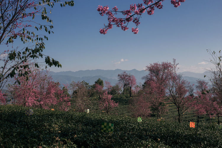 Pink flowering trees on field against sky