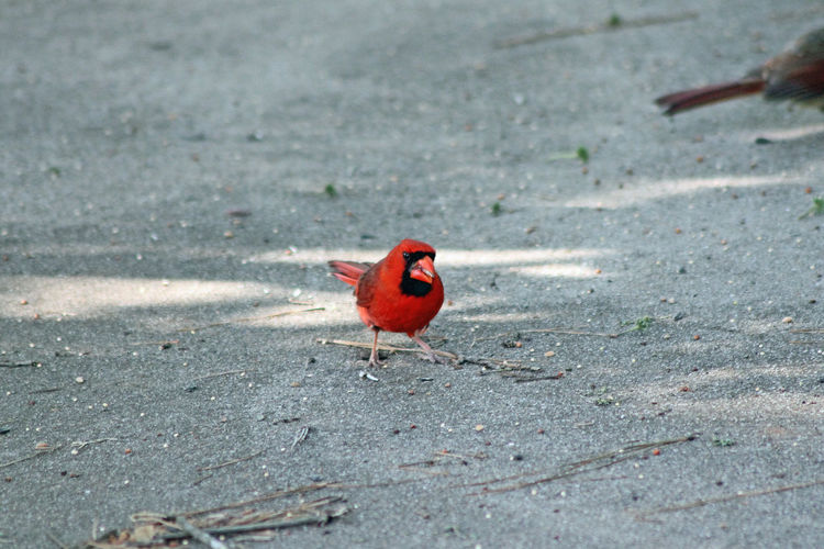 Cardinals on road