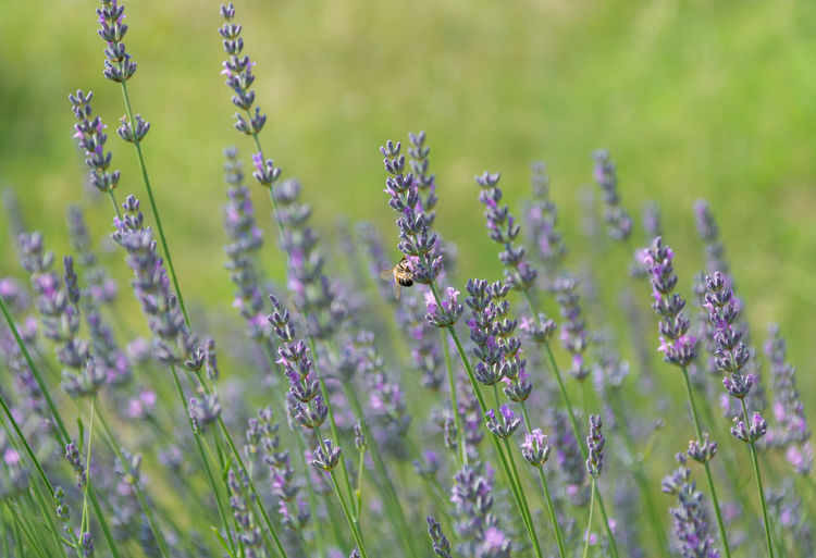 Bee pollinating on lavender flowers