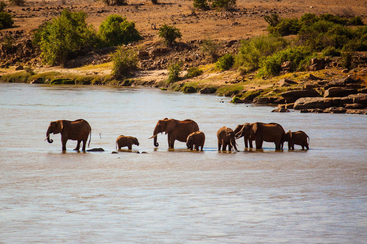 Elephants with calf in lake