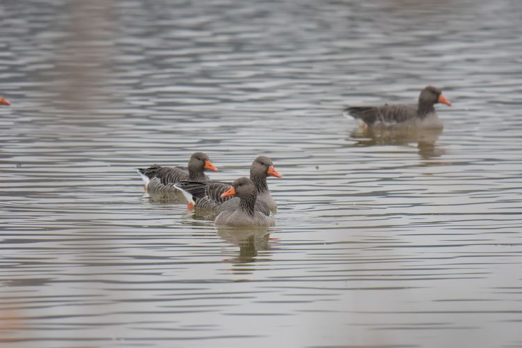 Gray geese swimming in lake