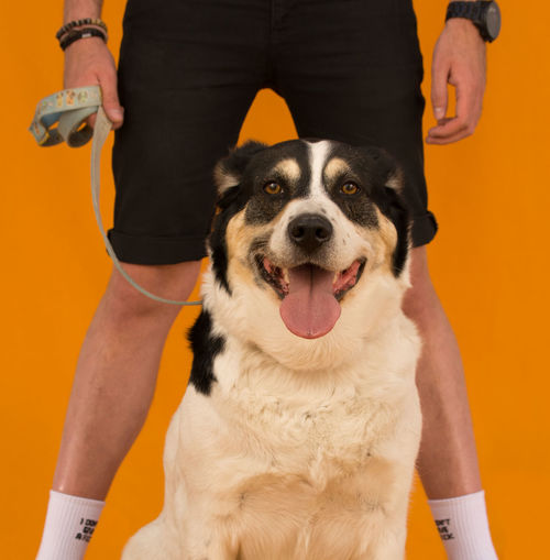Close-up of dog holding camera
