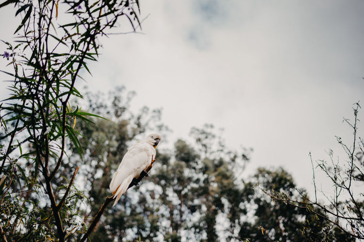 Low angle view of cockatoo on branch against sky