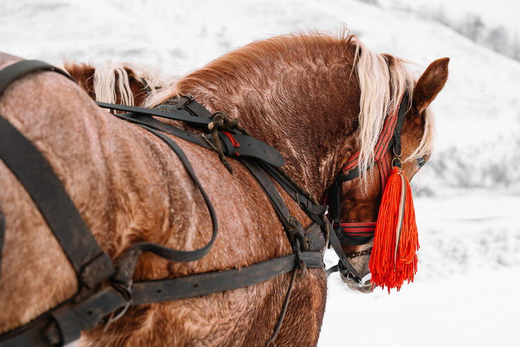 Close-up of a horse during winter