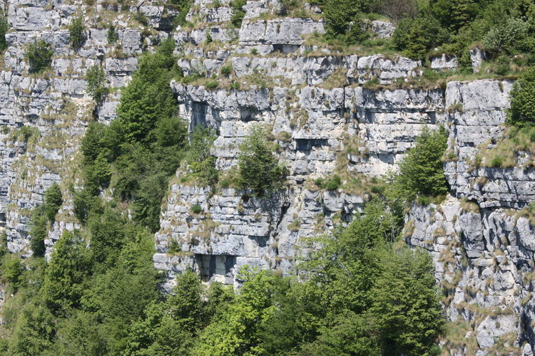Trees growing on rock formation during sunny day