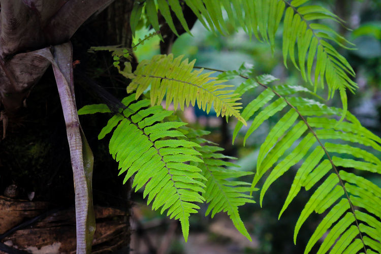 Close-up of fern leaves on tree