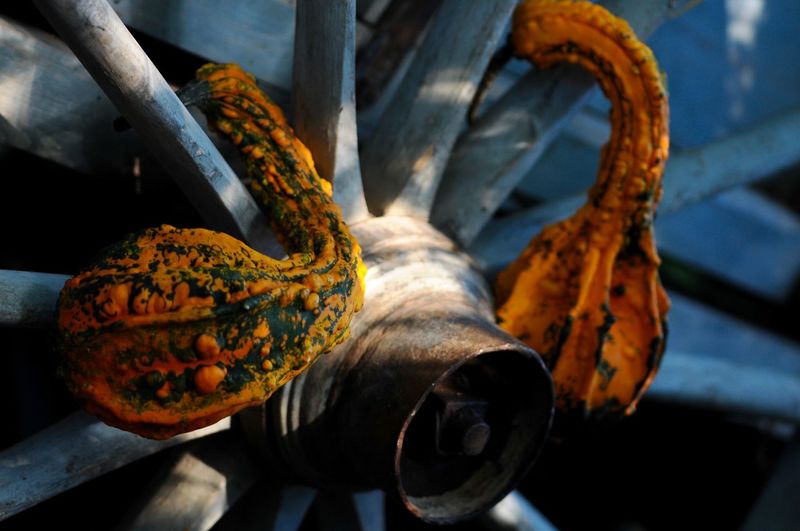 Close-up of rusty metal fence