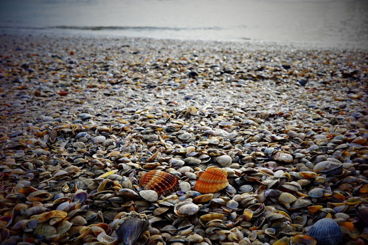 pebble