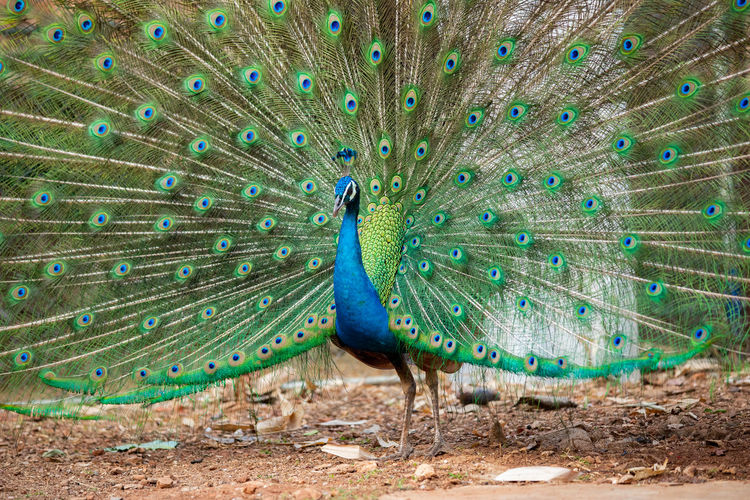 Peacock feathers on land
