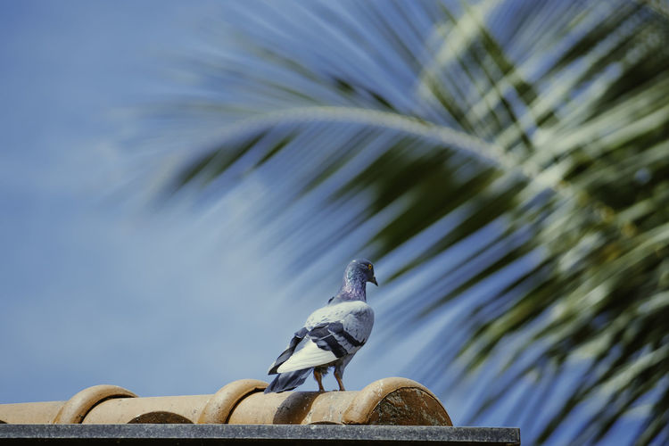 Low angle view of bird perching on roof