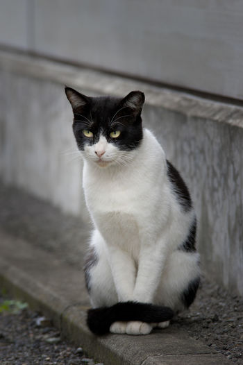 Close-up of cat on footpath