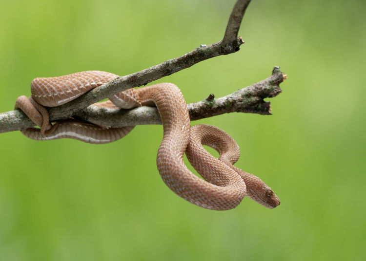 Close-up of snake on branch