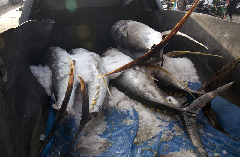 Tuna fish in pick-up truck
