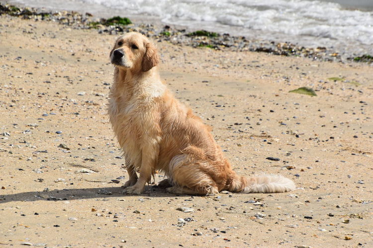 Golden retriever sitting on sand at beach