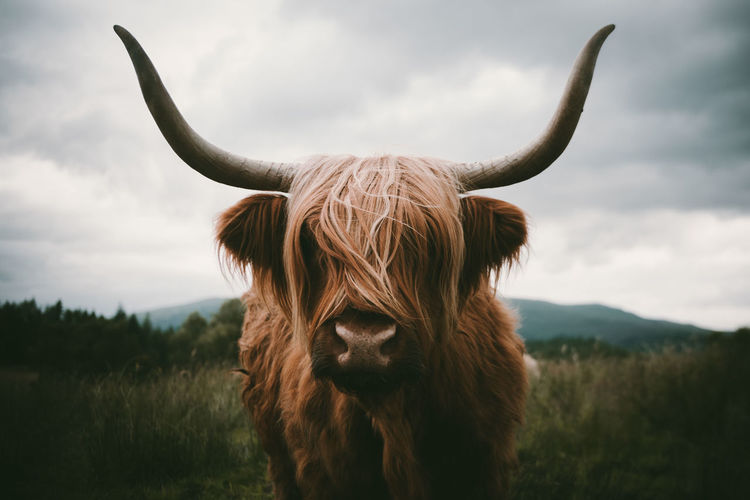 Close-up of highland cattle standing on field