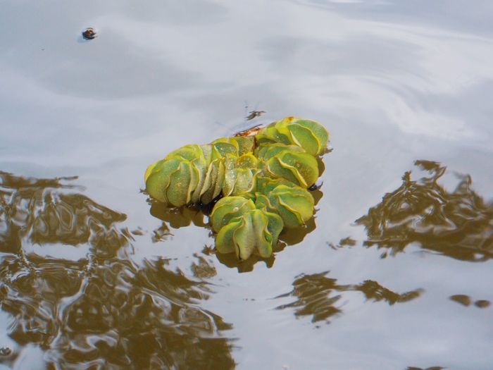 High angle view of a floating in a lake