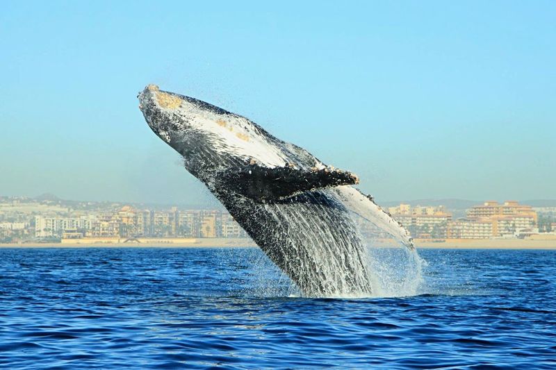 View of whale breaching against clear sky