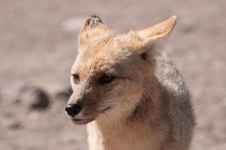 Close-up of fox pup looking away