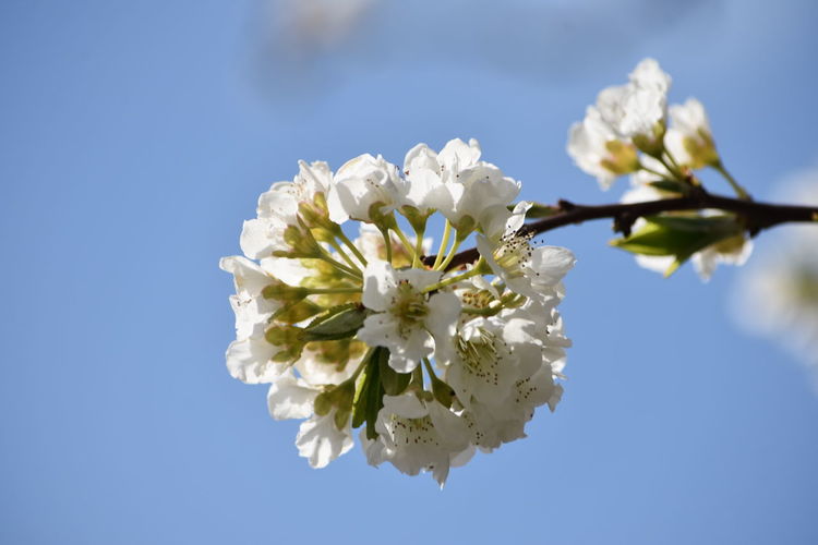 Close-up of white cherry blossoms against sky
