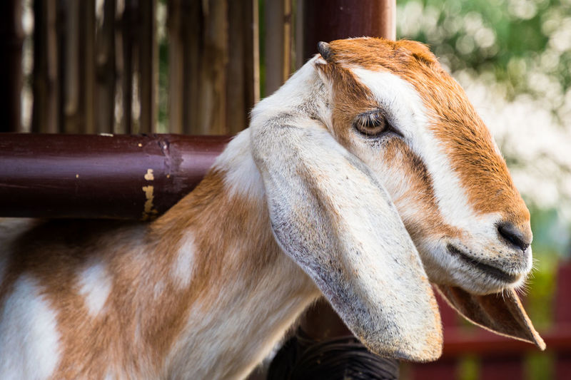 Close-up of goat by bamboo fence