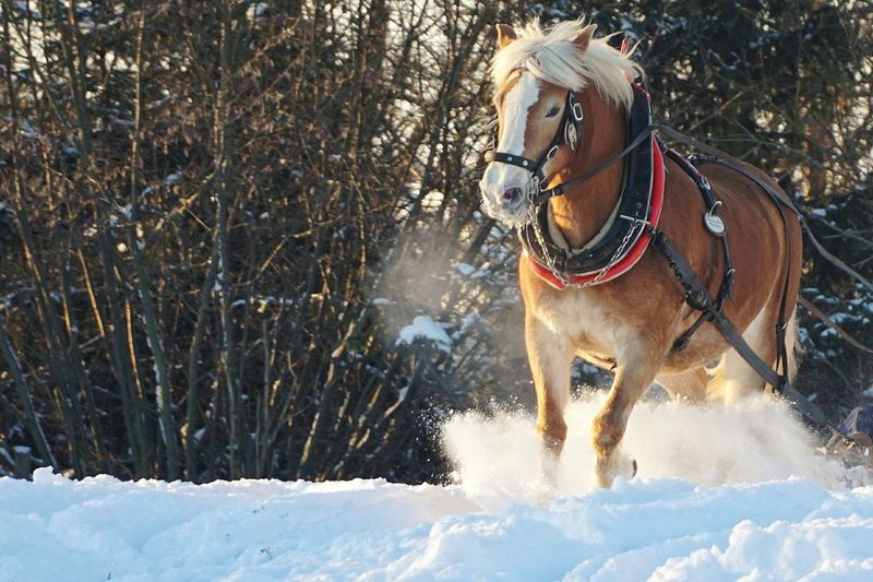 Horse running in snow