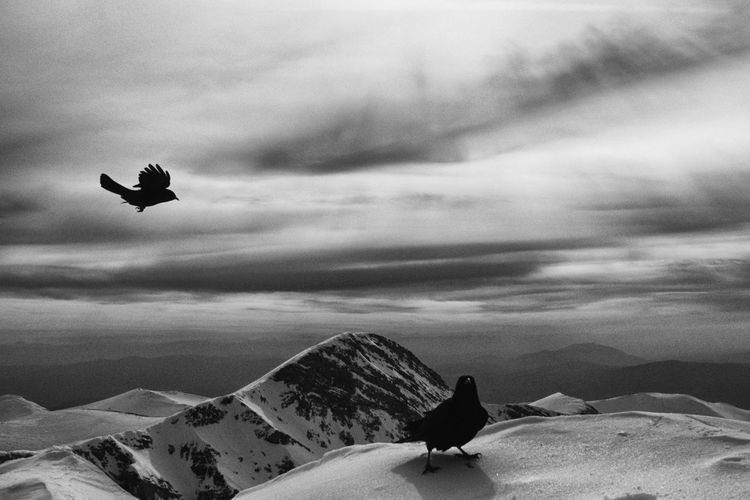 Silhouette bird flying over snowcapped mountain against sky