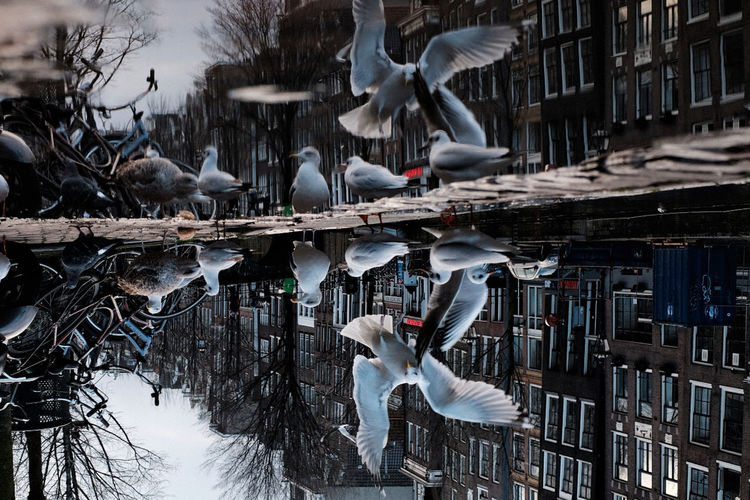 Seagulls flying over snow