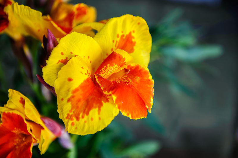 Close-up of yellow flower