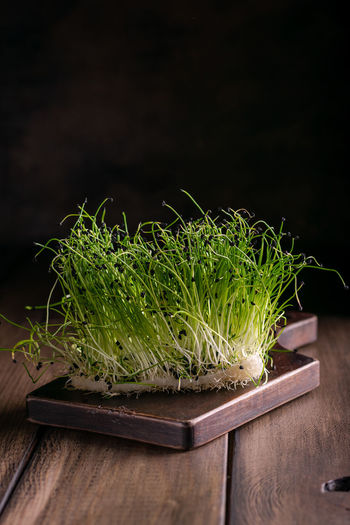Fresh microgreens on a wooden table, healthy lifestyle concept, close up