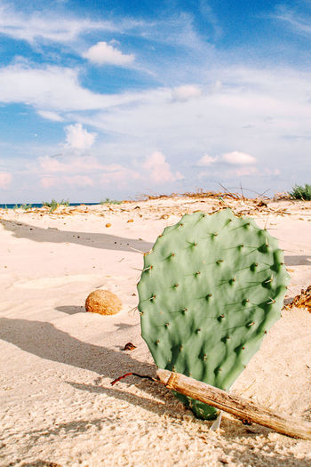 Cactus growing on sand at beach against sky