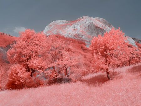 PINK CHERRY BLOSSOM TREE ON MOUNTAIN