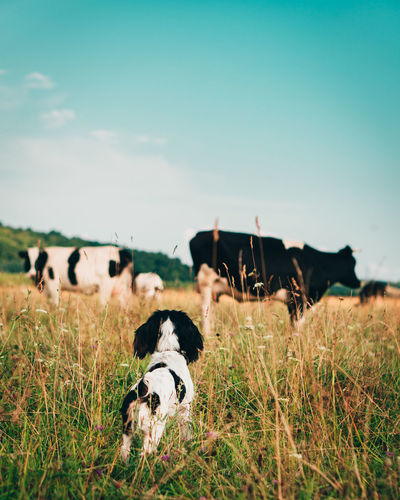View of  a dog staring at cows on field against sky