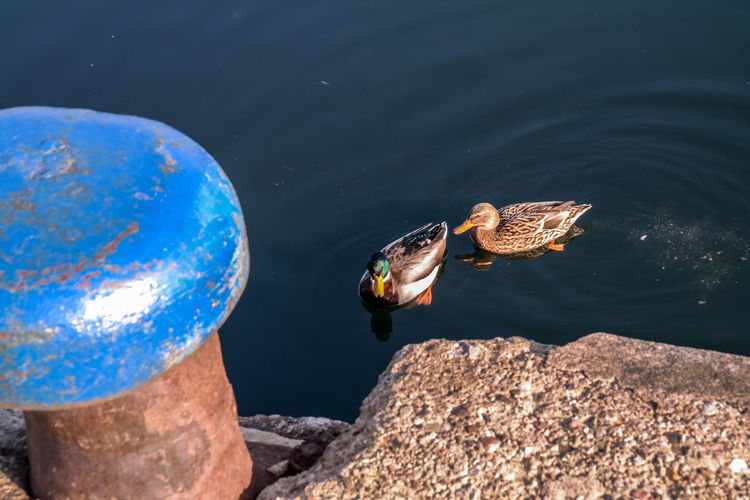 High angle view of ducks swimming on lake
