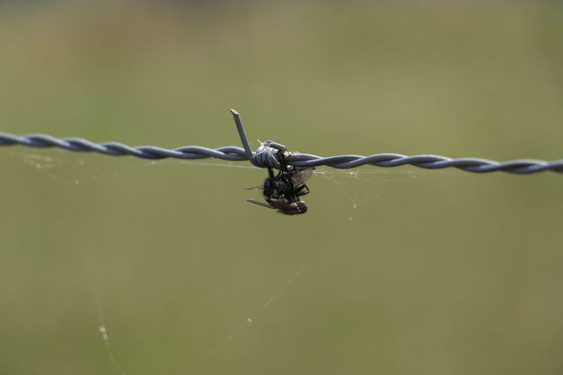 Close-up of insects mating on barbed wire fence
