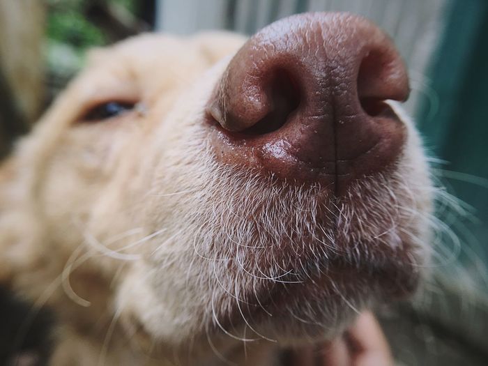 Close-up of dogs nose