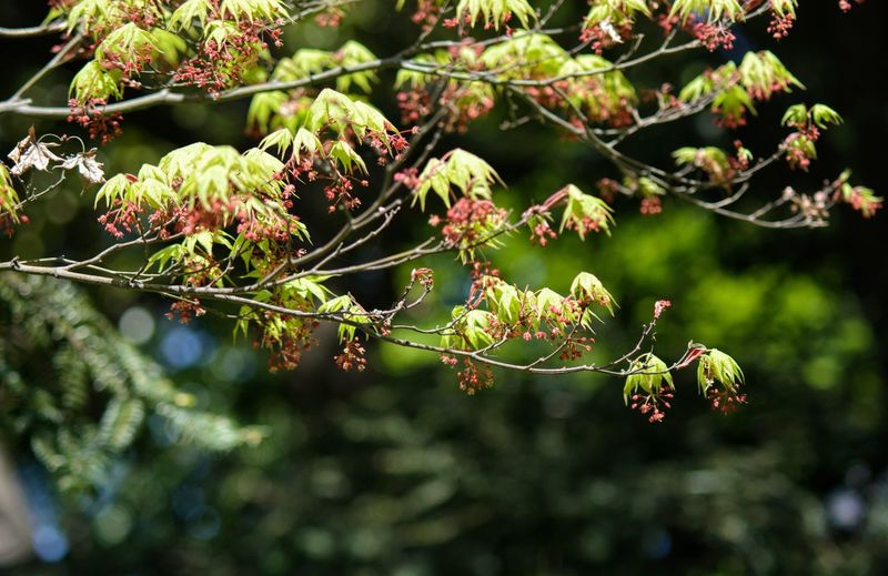 Close-up of spring leaves