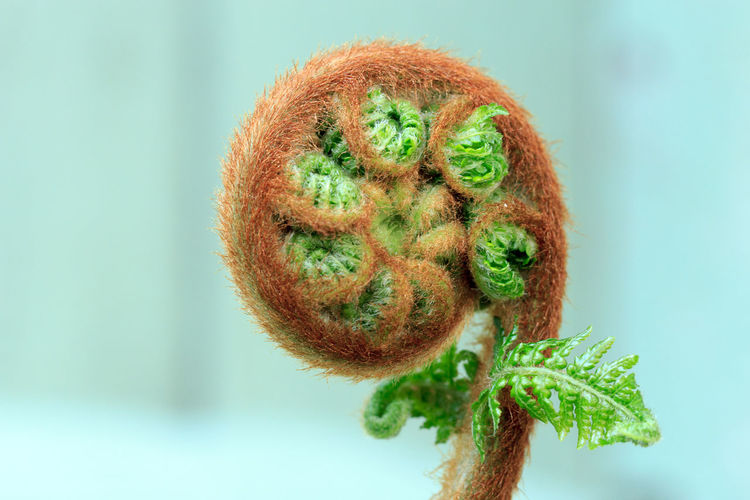 Close-up of fiddlehead fern with copy space