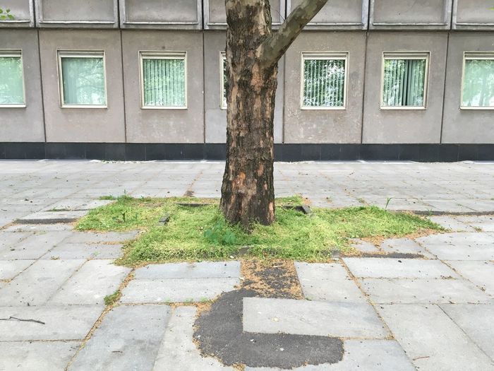 Trees against building