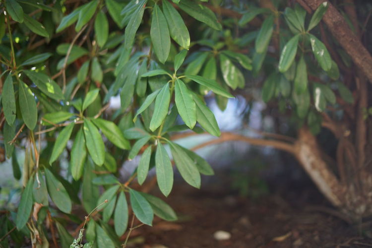 Close-up of raindrops on tree