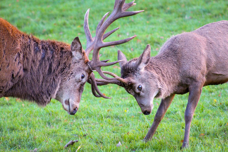 Young animals rutting stags red deer