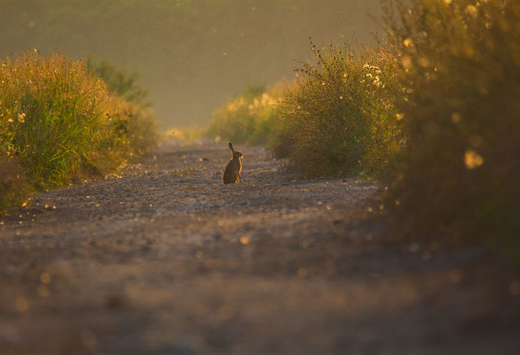 Rabbit on dirt road