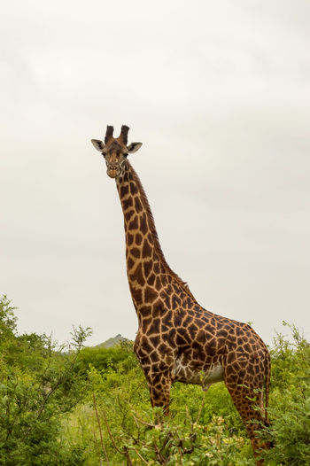 Giraffe isolated in tsavo east park kenya