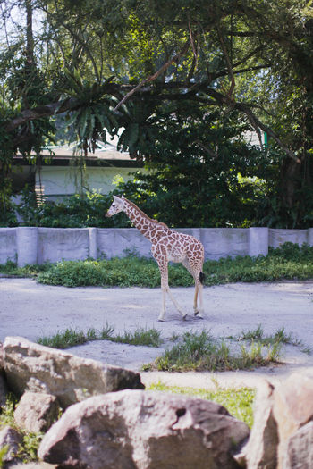 Young giraffe