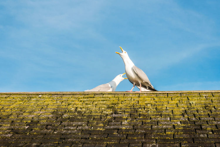 Low angle view of seagull perching on wall