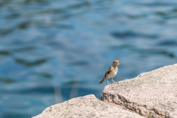 Sparrow perching by sea on rock