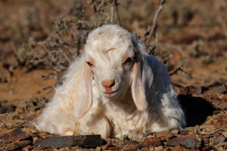 A young angora goat kid on a rural farm, south africa