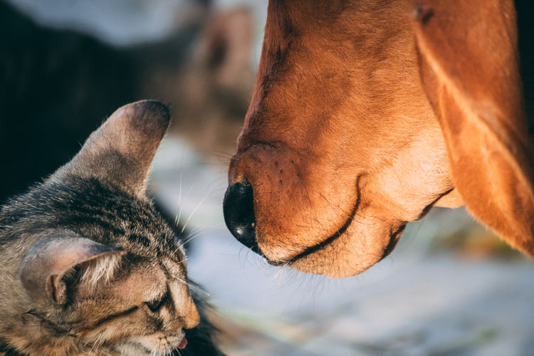 Close-up of dog and cat outdoors