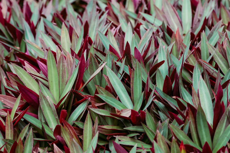 Full frame shot of plants