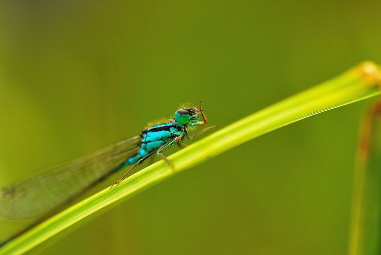 Close-up of insect on green leaf