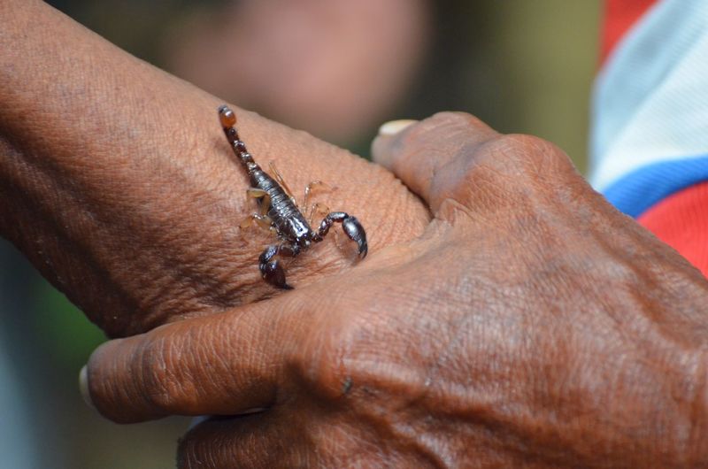 Close-up of scorpion on human arm